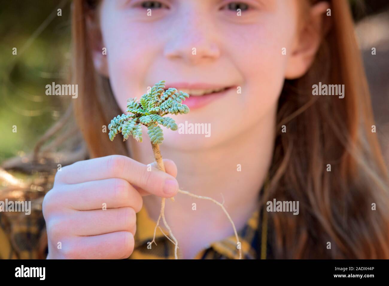 Junge Mädchen, dass kleine grüne Pflanze mit Wurzeln Stockfoto
