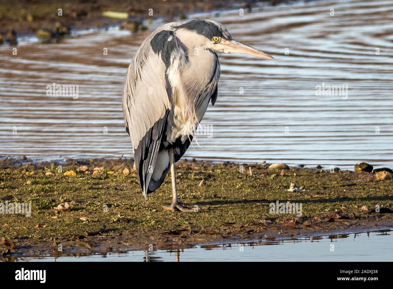 Graureiher Ardea cinerea, in Ruhe, RSPB Nature Reserve Rye Meads Stockfoto