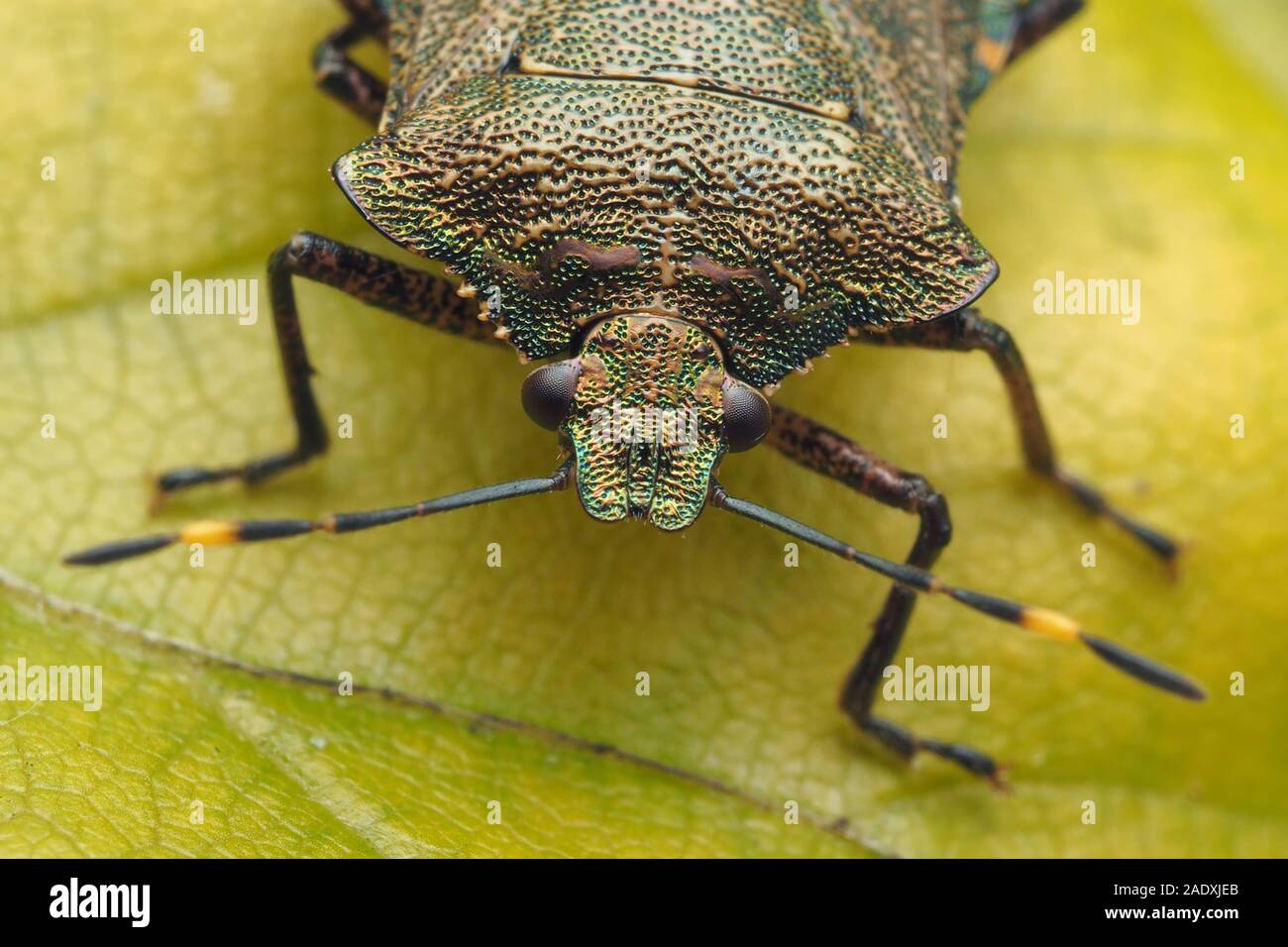 Nahaufnahme der frontalen Ansicht einer Bronze Shieldbug (Troilus luridus) ruht auf Beech Tree leaf. Tipperary, Irland Stockfoto