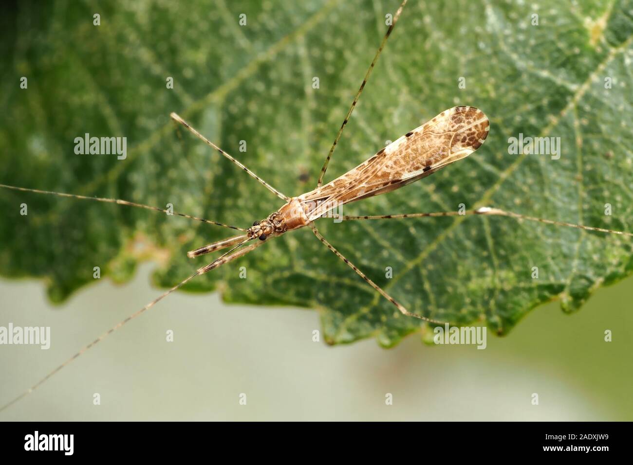 Dorsalansicht der Thread-legged Bug (Empicoris vagabundus) Kriechen auf Erle Blatt. Tipperary, Irland Stockfoto
