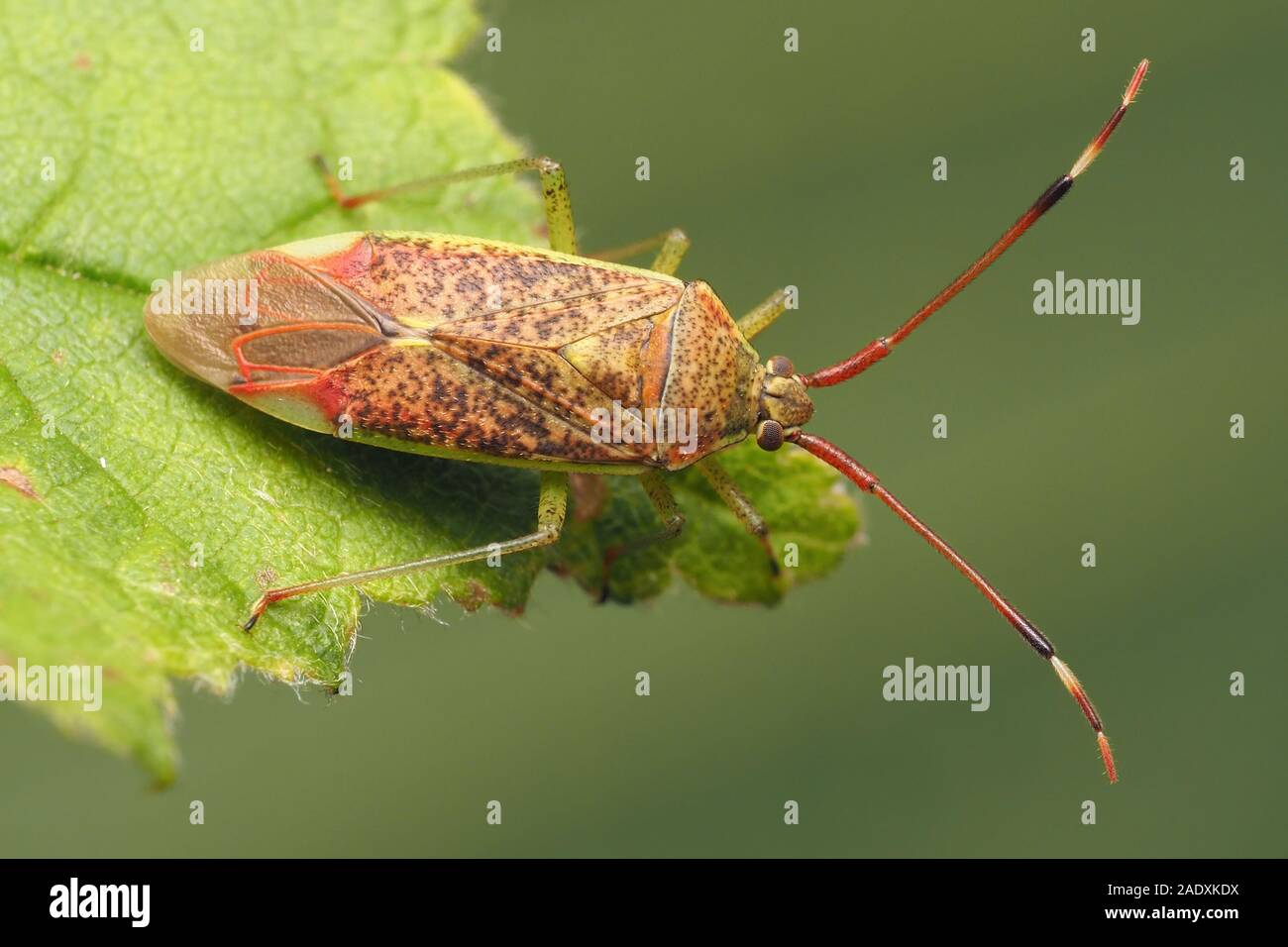 Pantilius tunicatus mirid Bug auf Erle Blatt thront. Tipperary, Irland Stockfoto