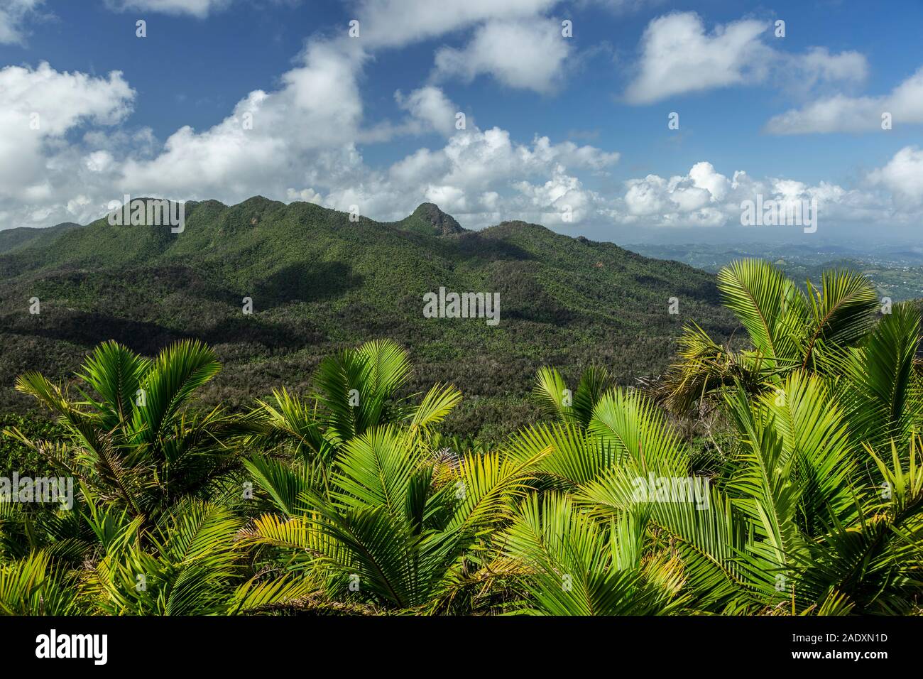 Luftaufnahme von Regenwald von Mt. Britton Tower, El Yunque National Forest, Luquillo, Puerto Rico Stockfoto