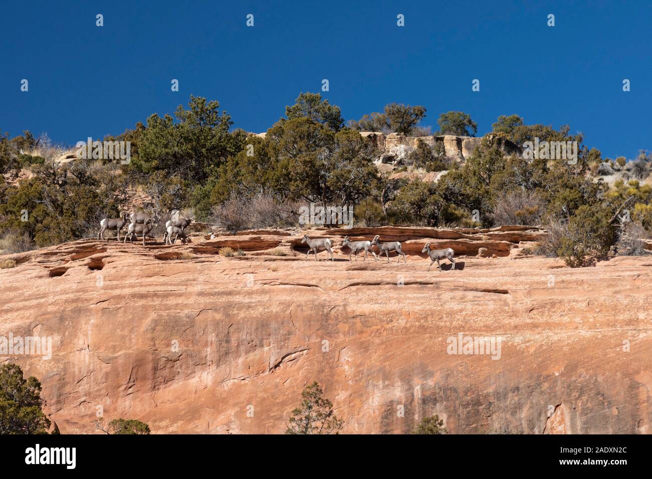 Fruita, Colorado - Desert Bighorn Schafe (Ovis canadensis nelsoni) in Colorado National Monument. Stockfoto