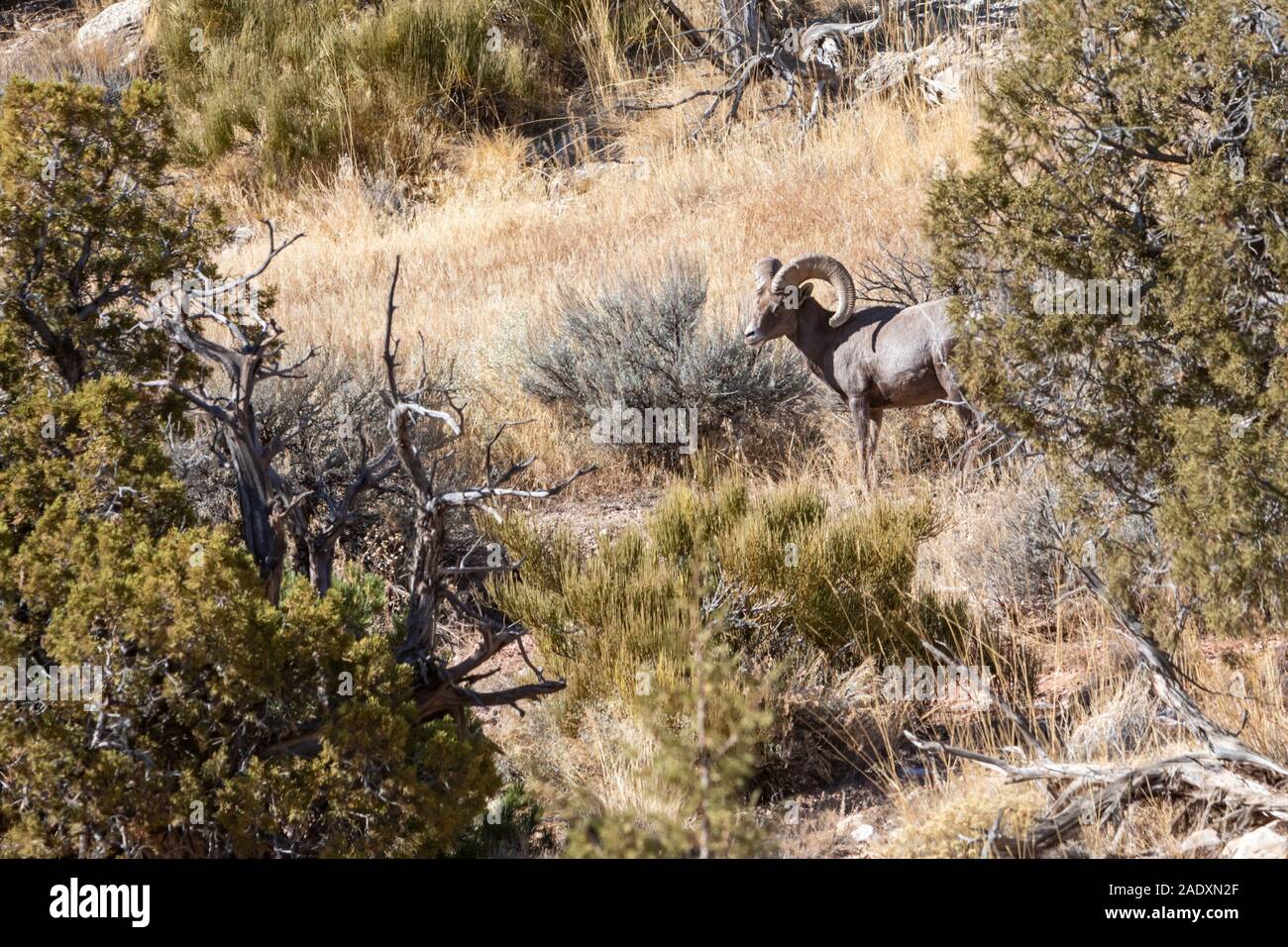 Fruita, Colorado - eine Wüste Bighornschafe ram (Ovis canadensis nelsoni) in Colorado National Monument. Stockfoto