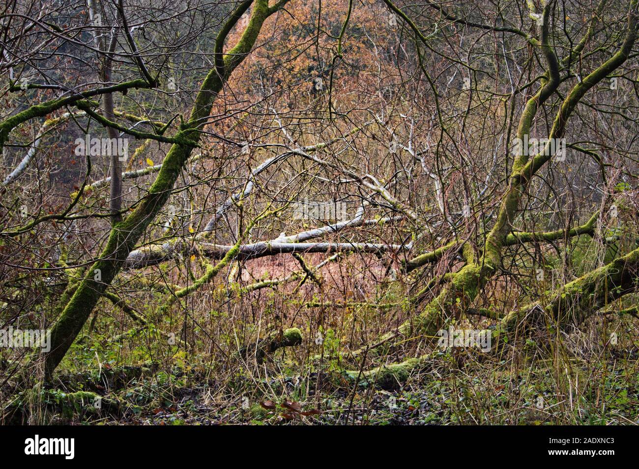 Ein Wald in der Nähe des Flusses Brock, an der Brock unten, Lancashire Stockfoto