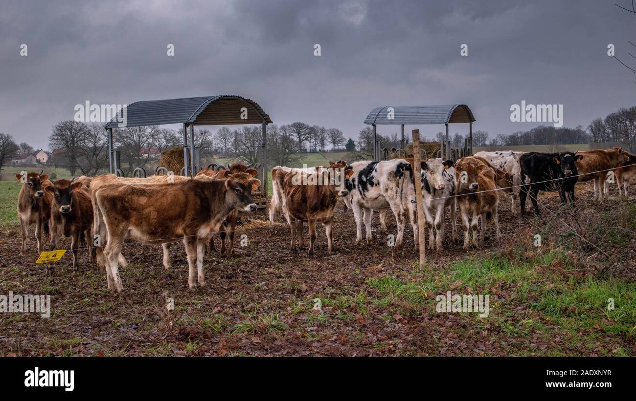 Weiße und braune Kühe auf einer Wiese. Wetter in Frankreich Stockfoto