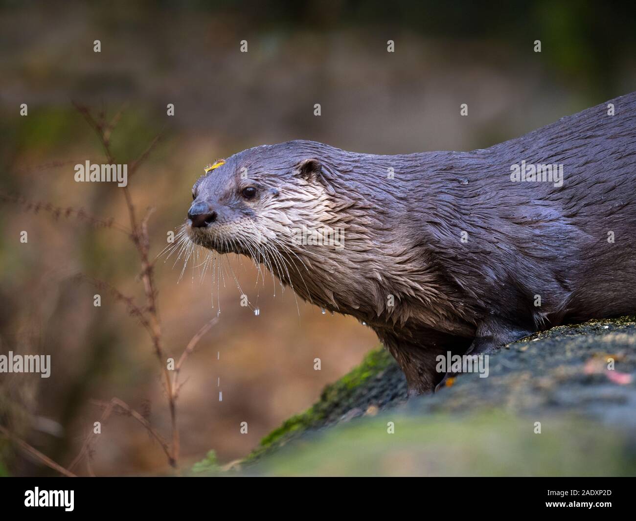 American River otter Lontra canadensis Fisch zu essen Stockfoto