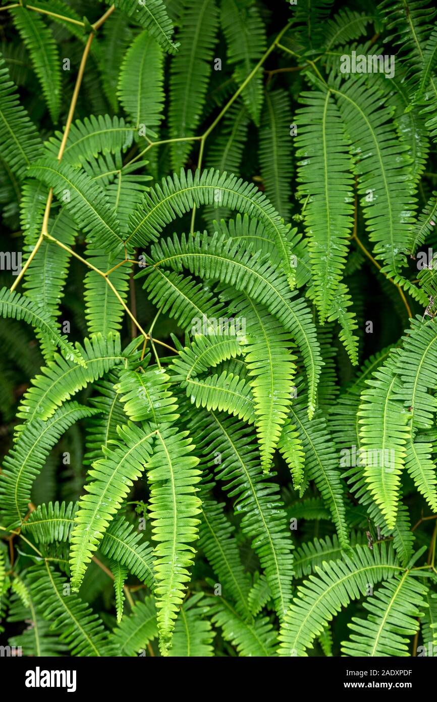 Farne, El Yunque National Forest, Luquillo, Puerto Rico Stockfoto