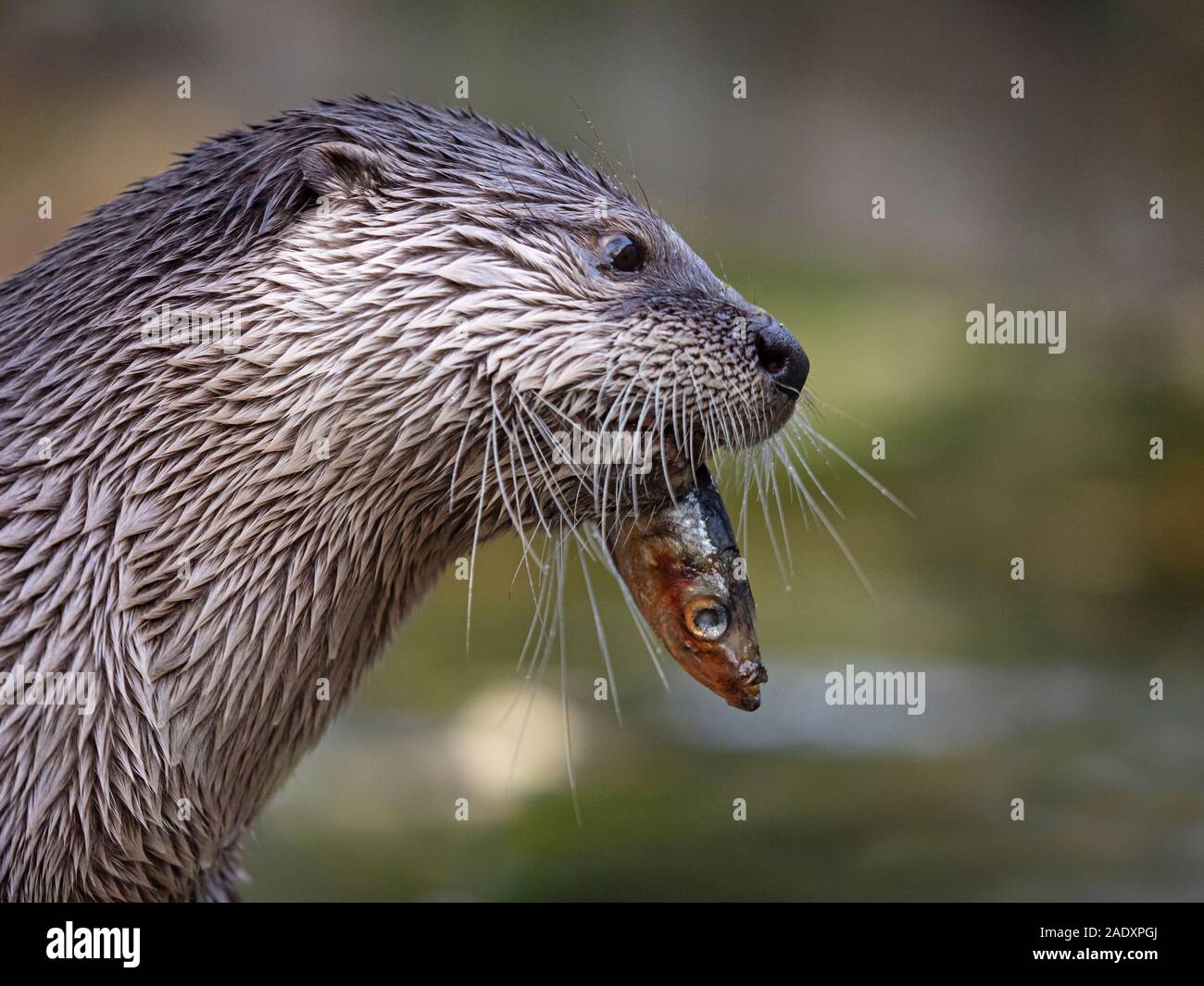 American River otter Lontra canadensis Fisch zu essen Stockfoto