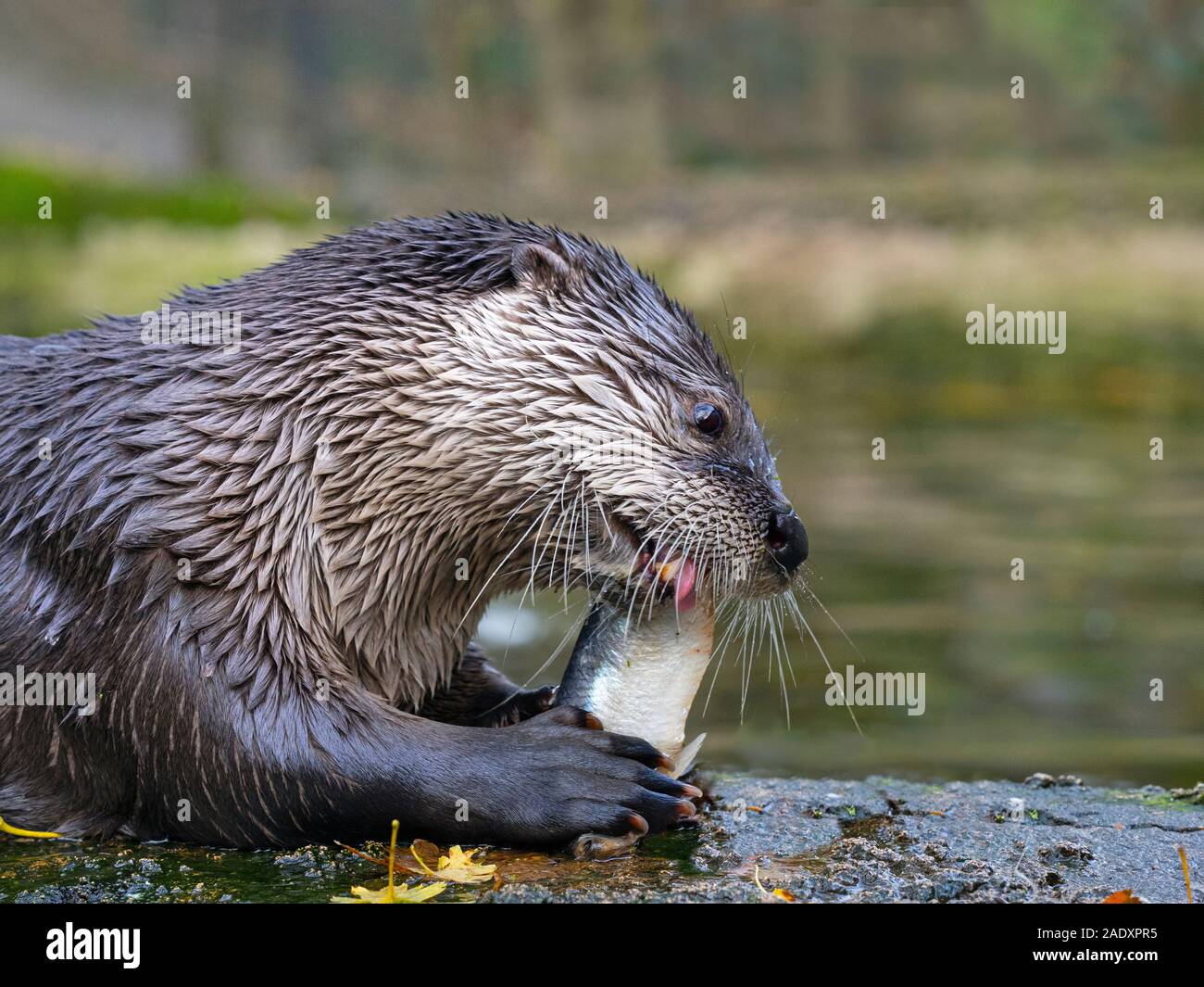 American River otter Lontra canadensis Fisch zu essen Stockfoto
