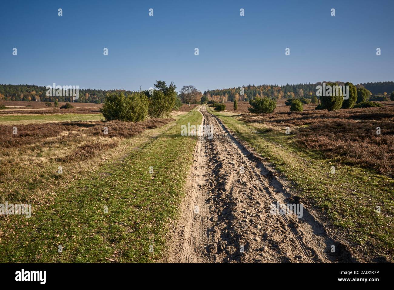 Landstraße in das Naturschutzgebiet der Luneburger Heide, Deutschland Stockfoto