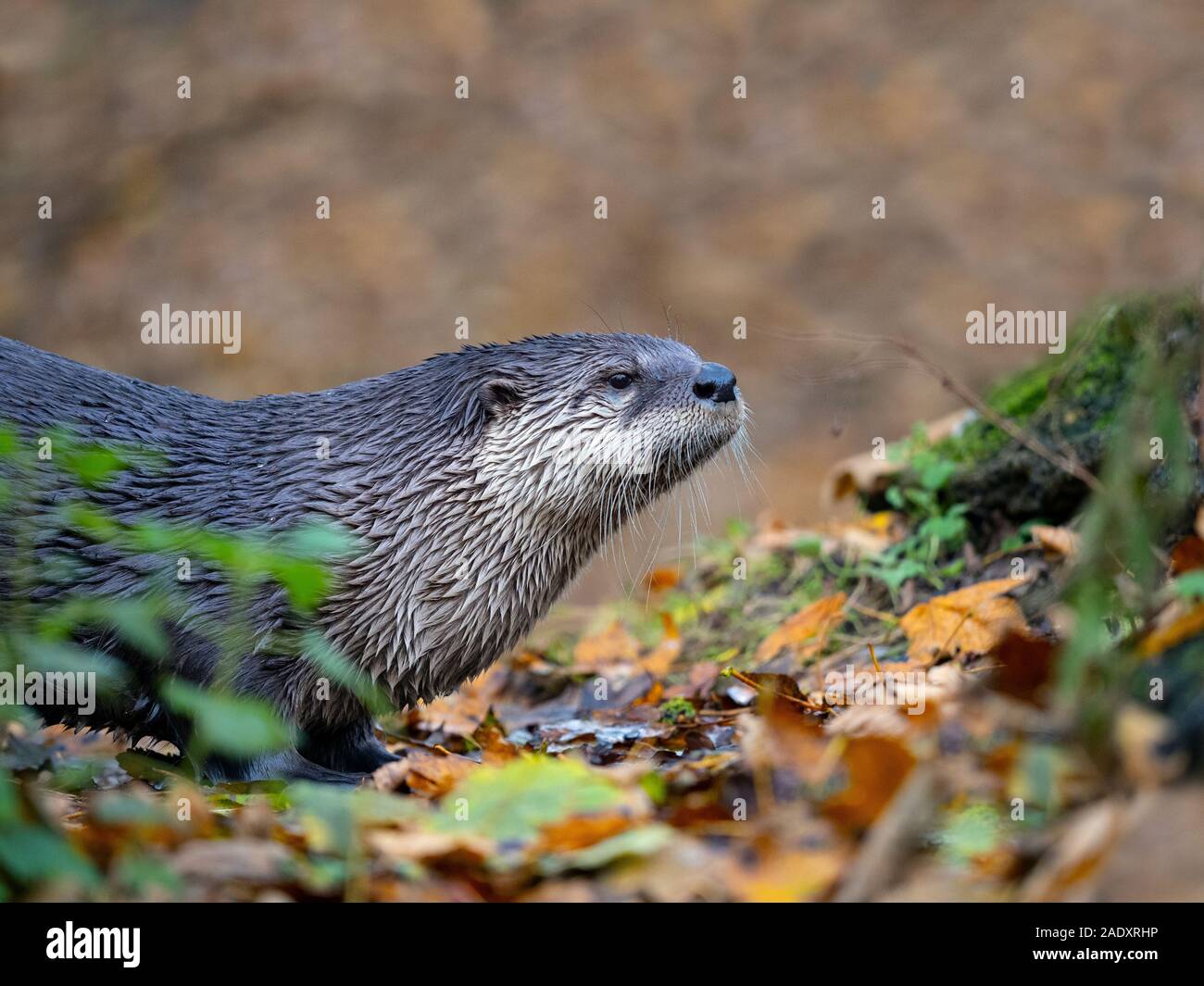American River otter Lontra canadensis Fisch zu essen Stockfoto