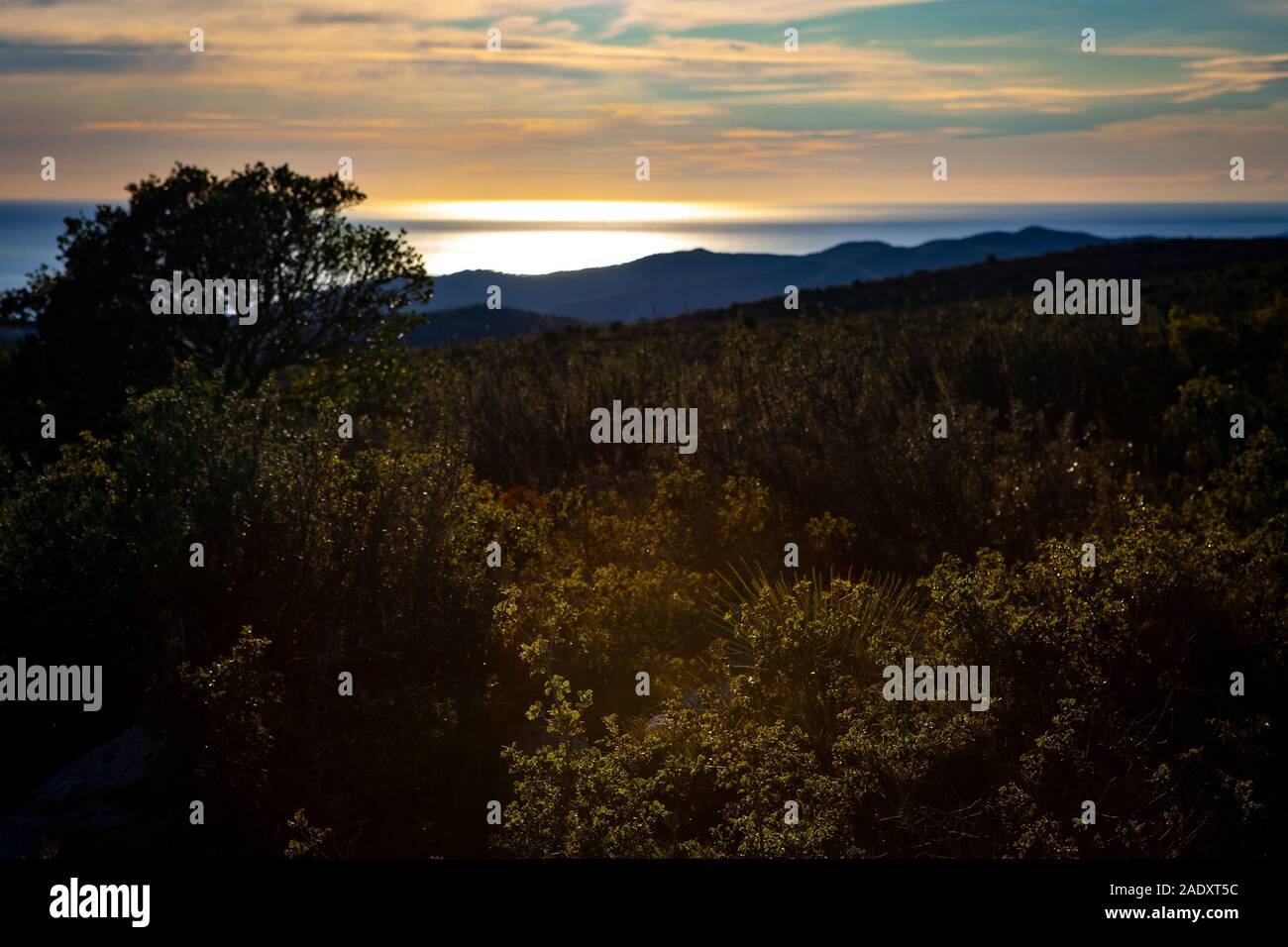 Pflanzen, Blumen und Kalkstein Karst im Parc Natural del Garraf, Katalonien. Stockfoto