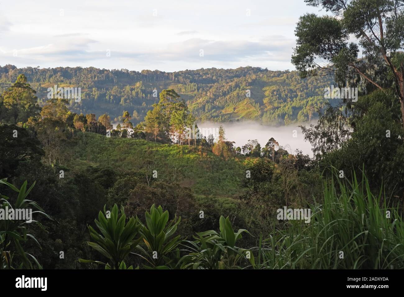 Am frühen Morgen Nebel im Tal Wapenamanda, Papua-Neuguinea Juni Stockfoto