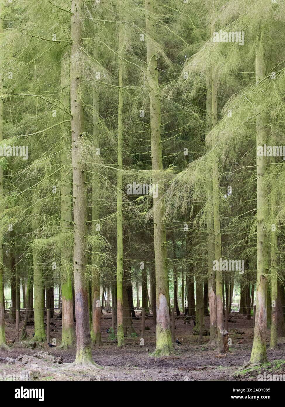 Eng beieinander liegenden Wald Bäume Stockfoto