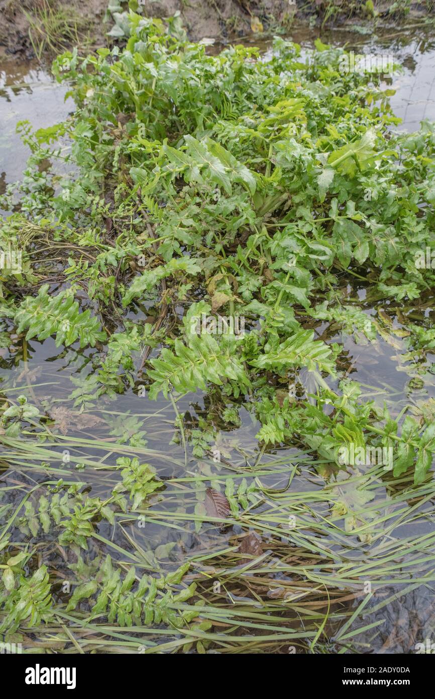 Laub von dem, was man als Berula erecta / kleiner Wasser-Pastinak ansieht, aber es könnte Fool's Watercress / Apium nodiflorum im Drainagegraben sein. SIEHE HINWEISE Stockfoto