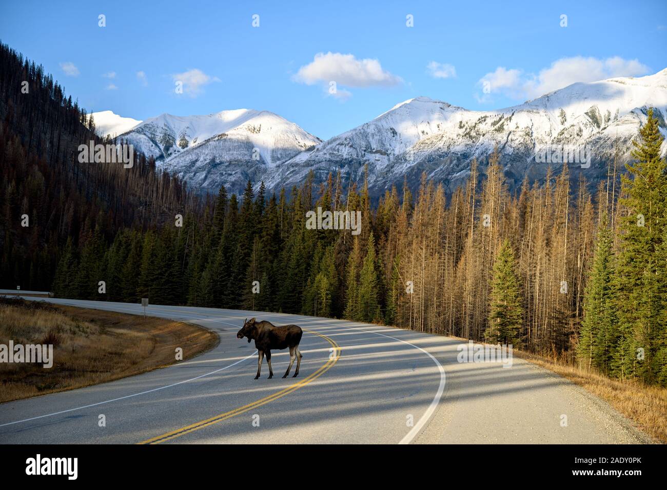 Junge Elche (Alces alces) kann eine gefährliche Verkehrssituation erstellen, indem Sie über die Straße in den Kootenay National Park, British Columbia, Kanada Stockfoto