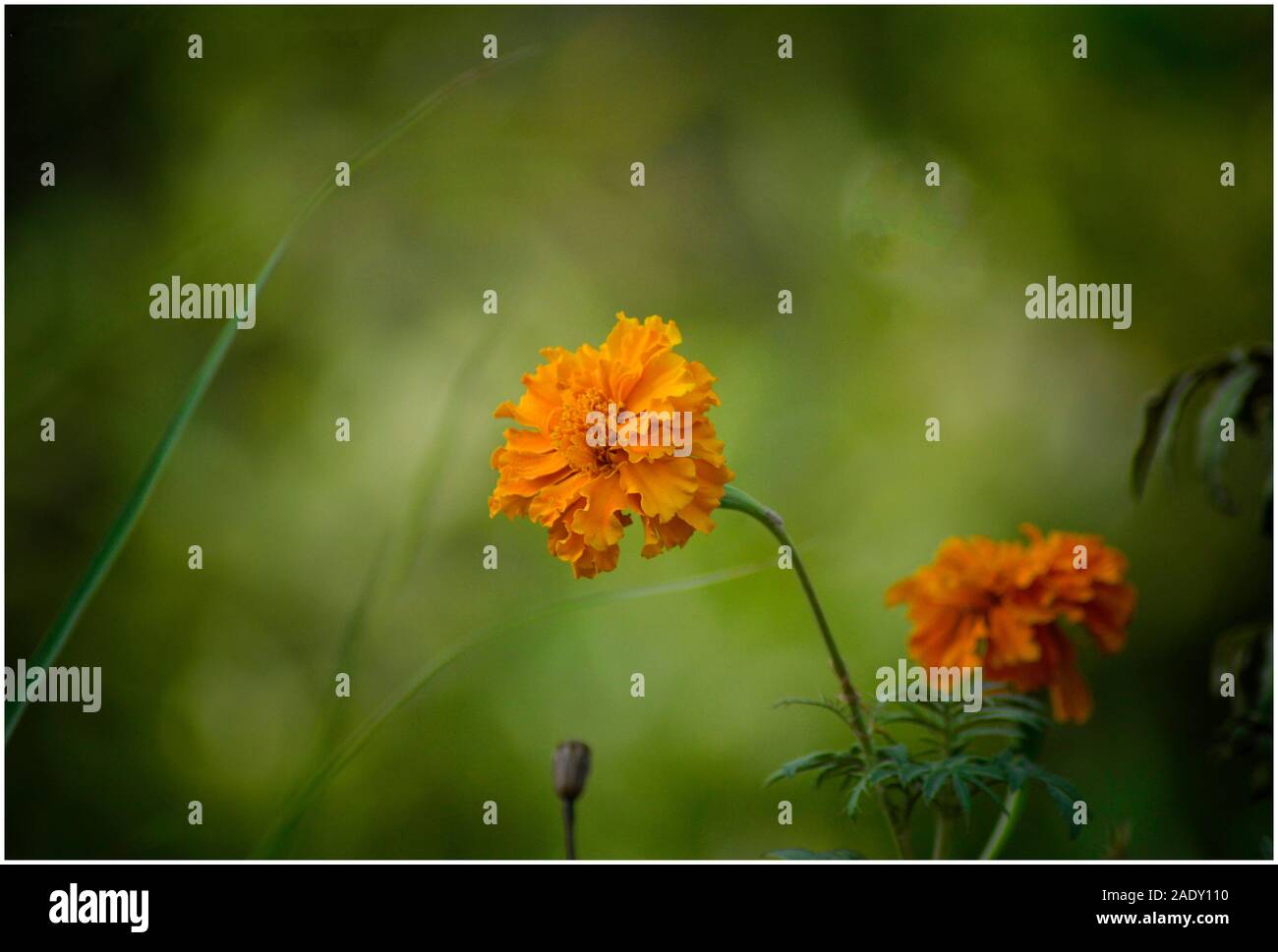 Schöne Blumen in meinem Garten, von Pakistan Stockfoto