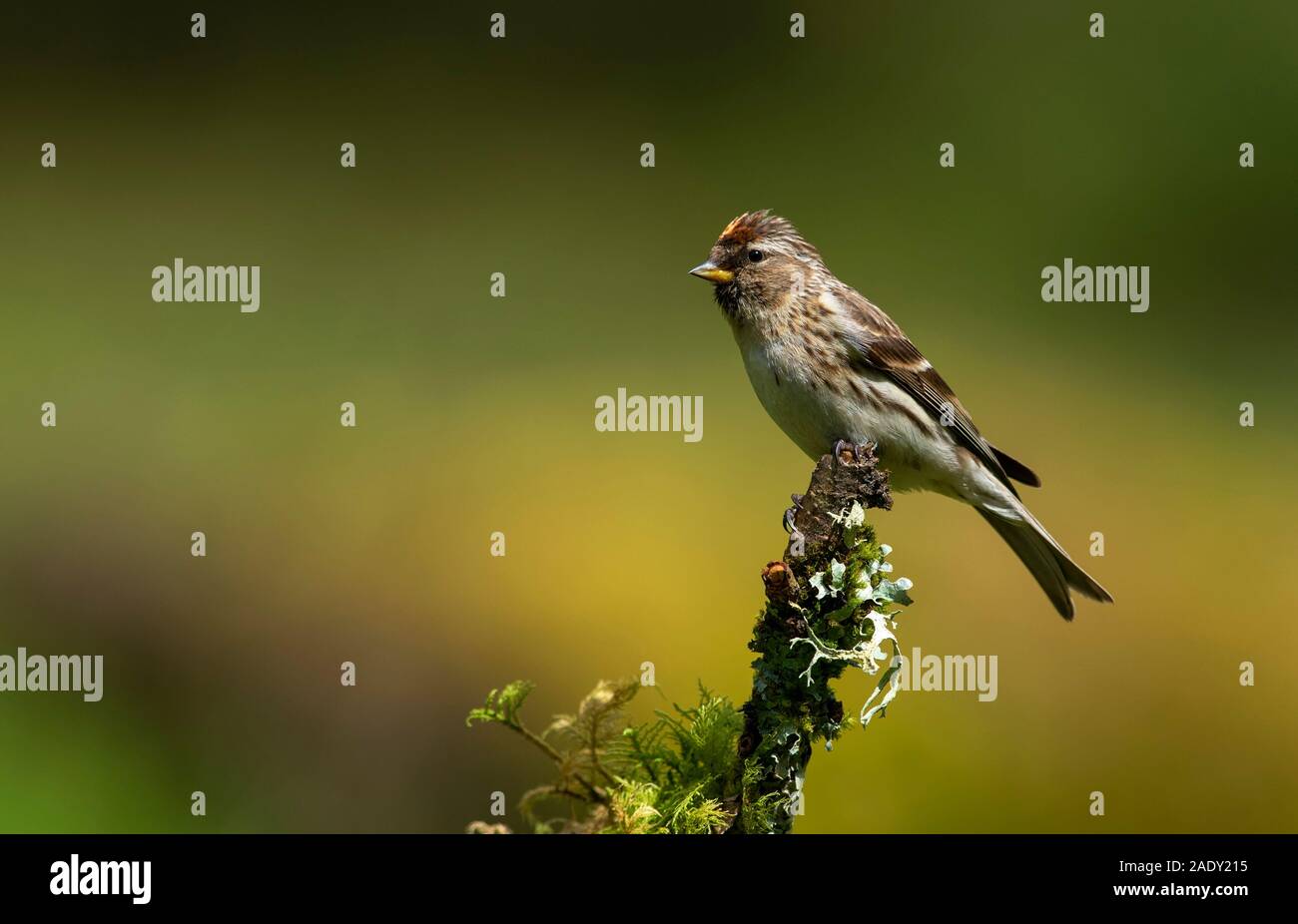 Weibliche weniger Redpoll Carduelis Cabaret. Stockfoto