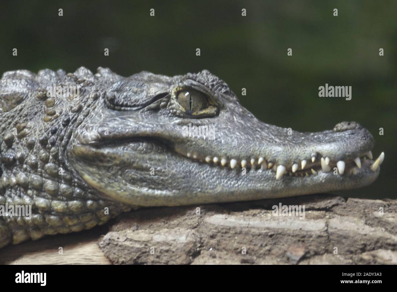 Leiter eines Spectacled Caiman in Nahaufnahme. Chester Zoo. Stockfoto