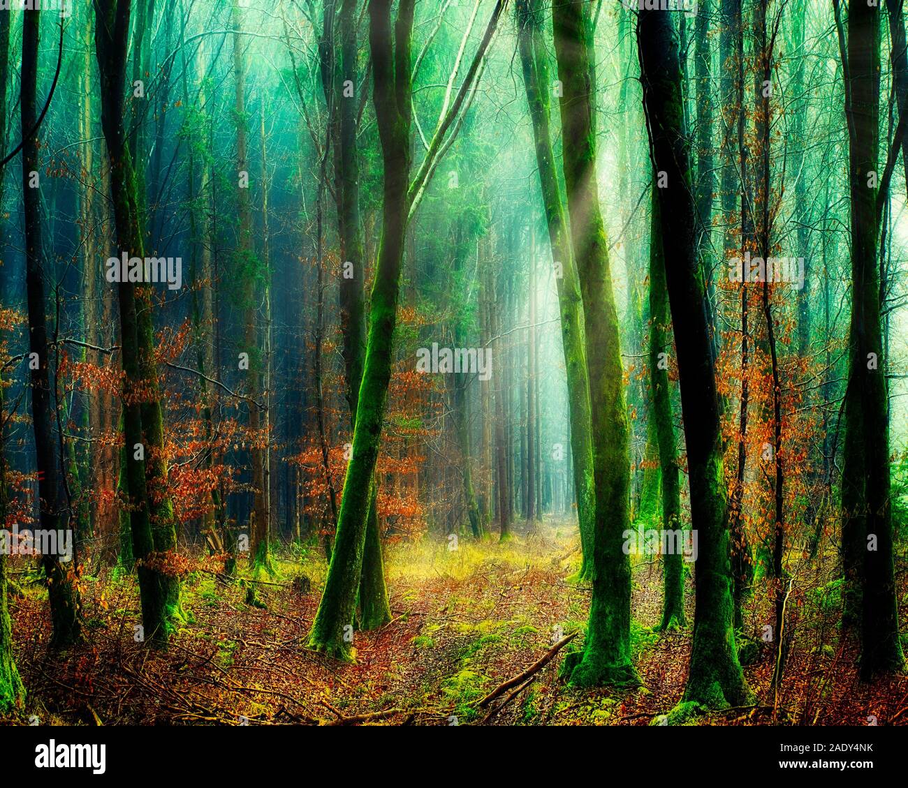 DE - Bayern: Wald Szene in der Nähe von Lenggries im Isartal Stockfoto