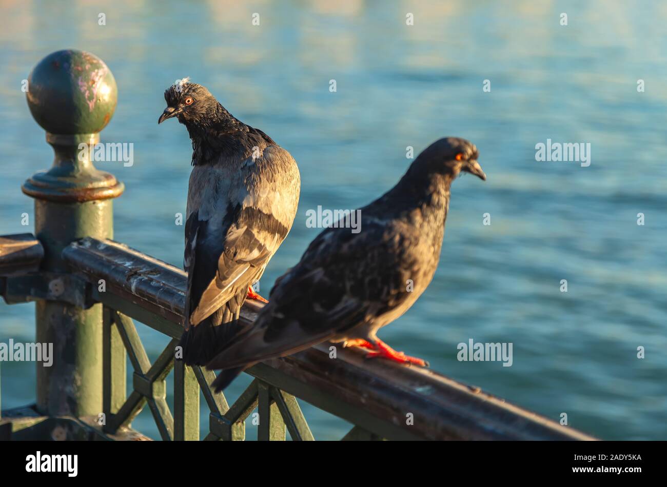 Paar rock Tauben (Columba livia) Barsch auf dem Metall Zaun am Pier 7, San Francisco, Kalifornien, USA Stockfoto
