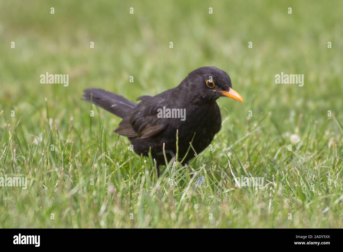 Amsel auf der Suche nach Nahrung im Gras. Stockfoto