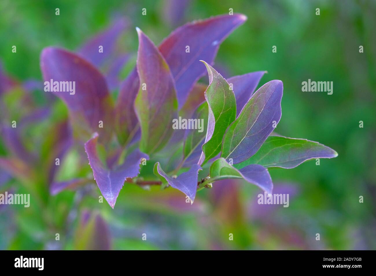 Hell Grün Lila Blätter auf verschwommenen Hintergrund. Frühling frische Blätter. Erwachen der Natur. Close Up. Stockfoto
