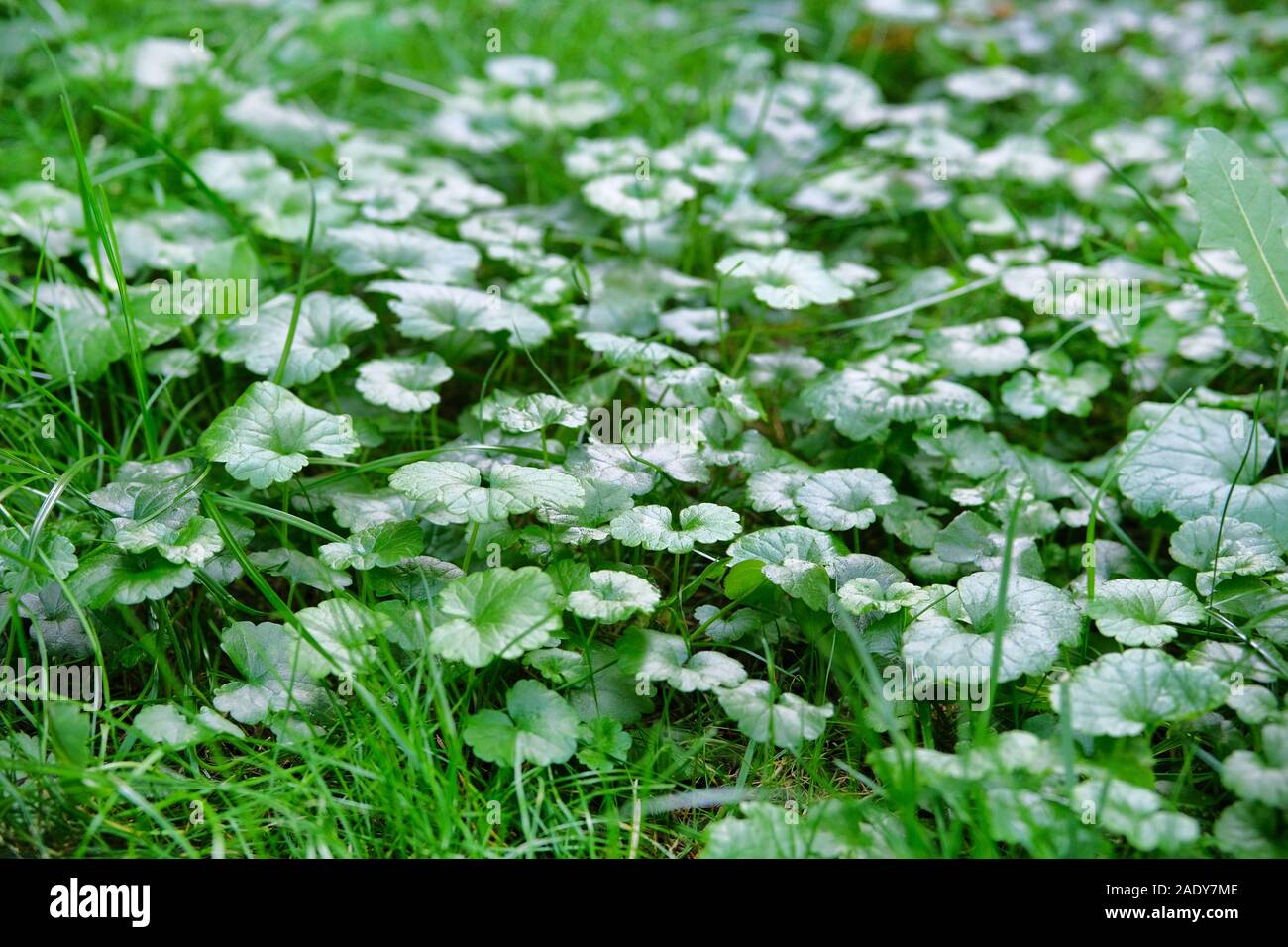 Grünes saftiges Gras im Frühling. Anlage mit runden Blättern wachsen in der Lichtung im Wald. Close Up. Stockfoto