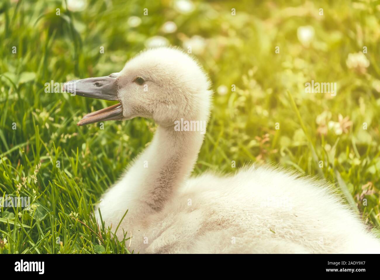 Schließen Sie bis zu einem Baby Mute swan, Shaker, Palast der Schönen Künste, San Francisco, Kalifornien, USA Stockfoto