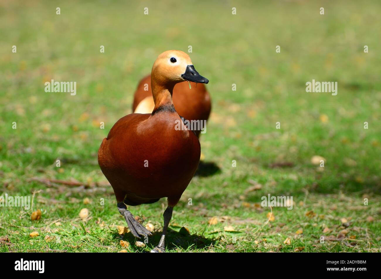 Ruddy Brandente (Tadorna ferruginea) im St. James Park Stockfoto