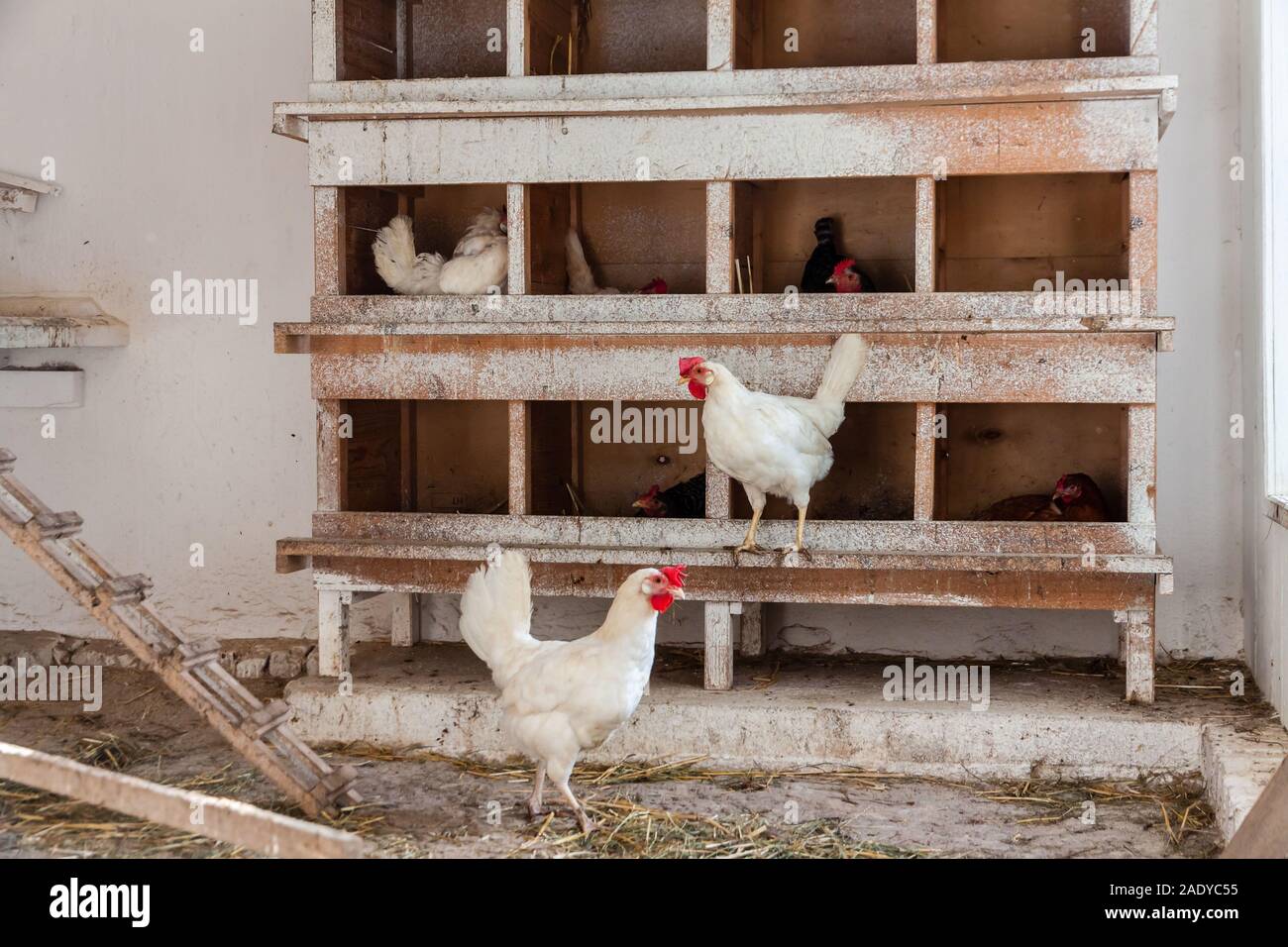 Ein Huhn Vieh auf einem Bauernhof in Deutschland Stockfoto