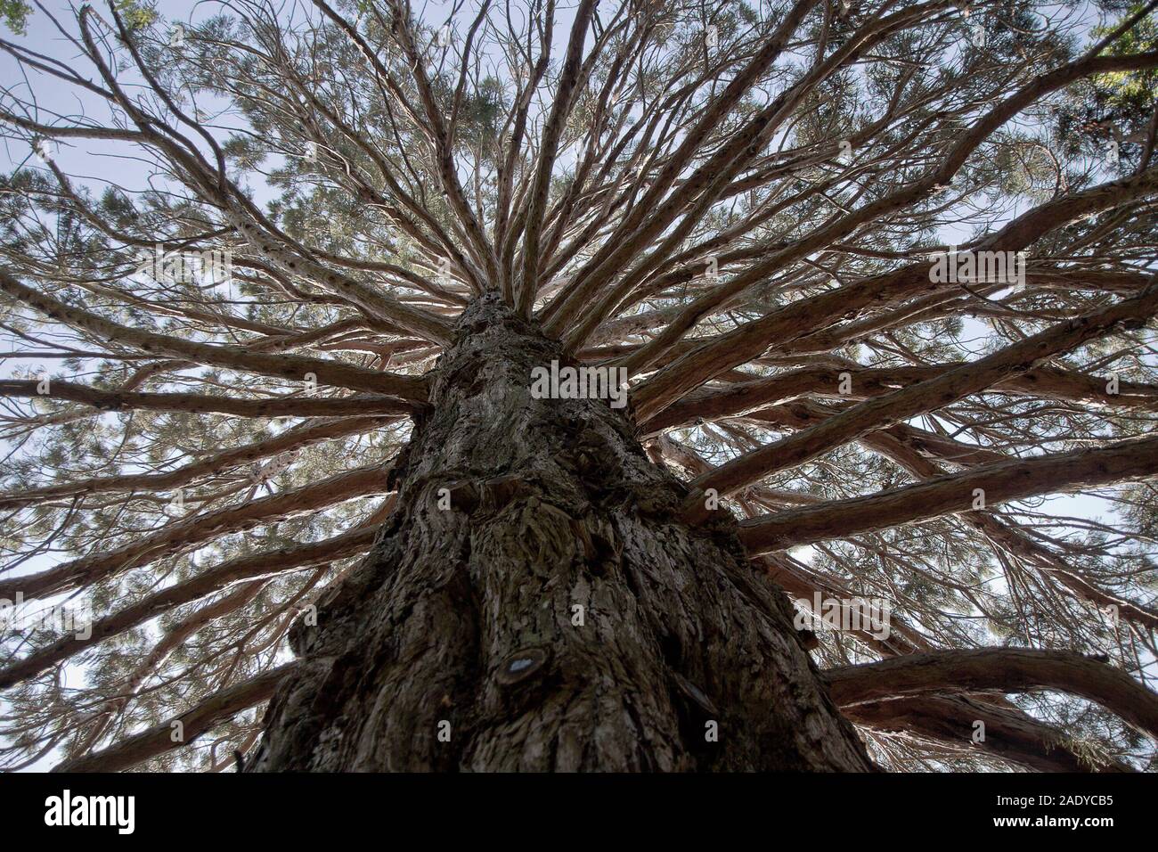 Sie suchen einen Baumstamm (in Pollard Park, Blenheim, Neuseeland) in einem Wald von spiralförmigen Ästen und zum Himmel über Stockfoto
