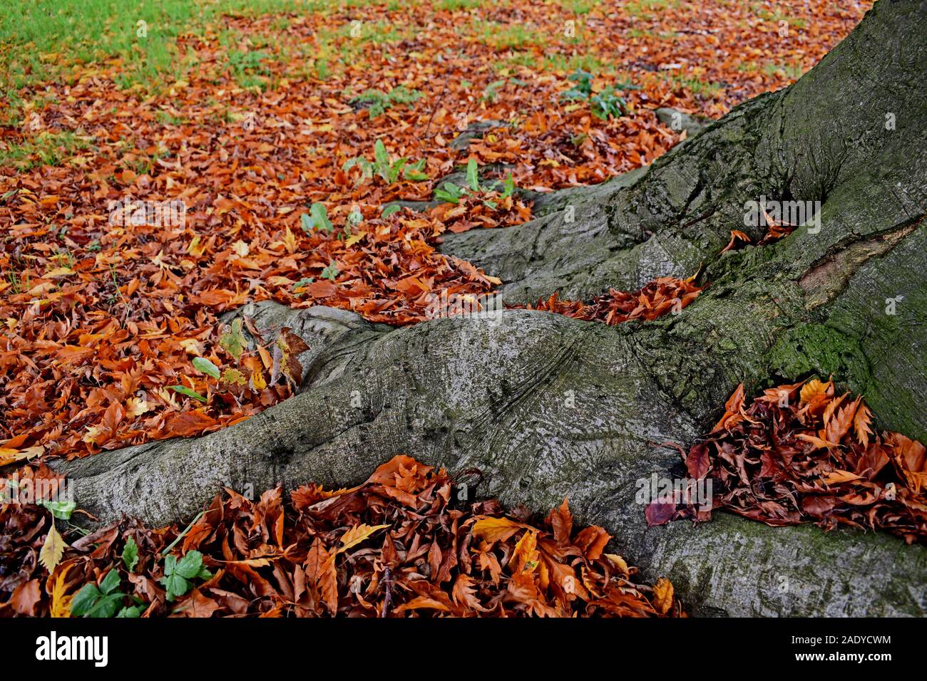 Umgestürzte Blätter am Fuß eines Baumstammes Stockfoto