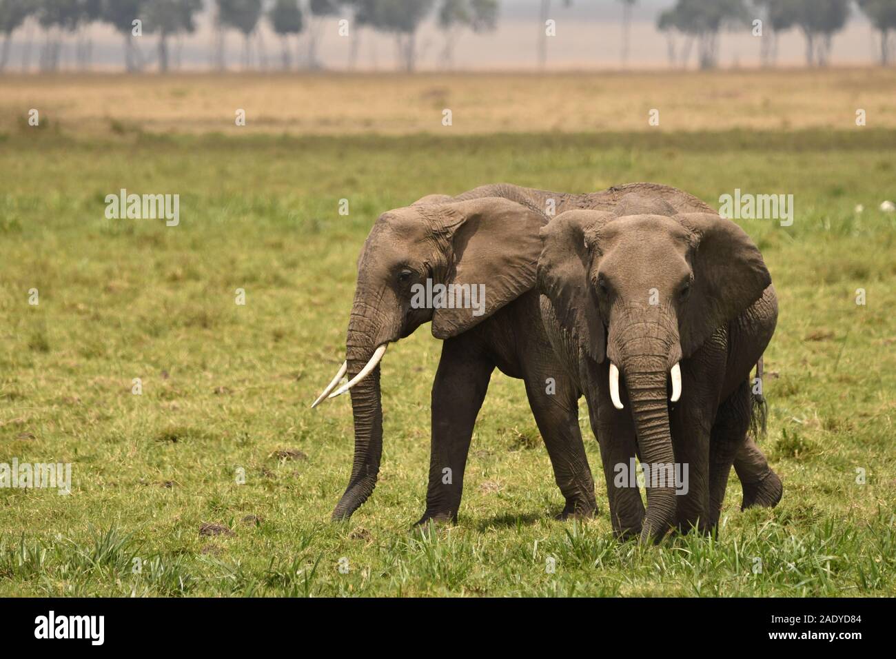 Zwei Elefanten in der Musiara Marsh von Kenias exquisite Masai Mara National Park fotografiert. Stockfoto