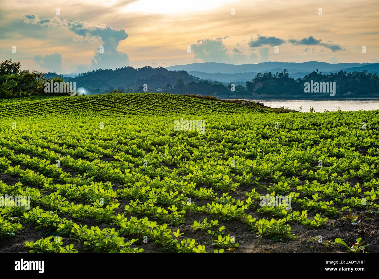 Ein großes Feld mit Erdnuss Pflanzen entlang den Ufern des Chindwin Fluss gepflanzt im Dorf Paung Pyin im Nordwesten Myanmar (Birma) Stockfoto