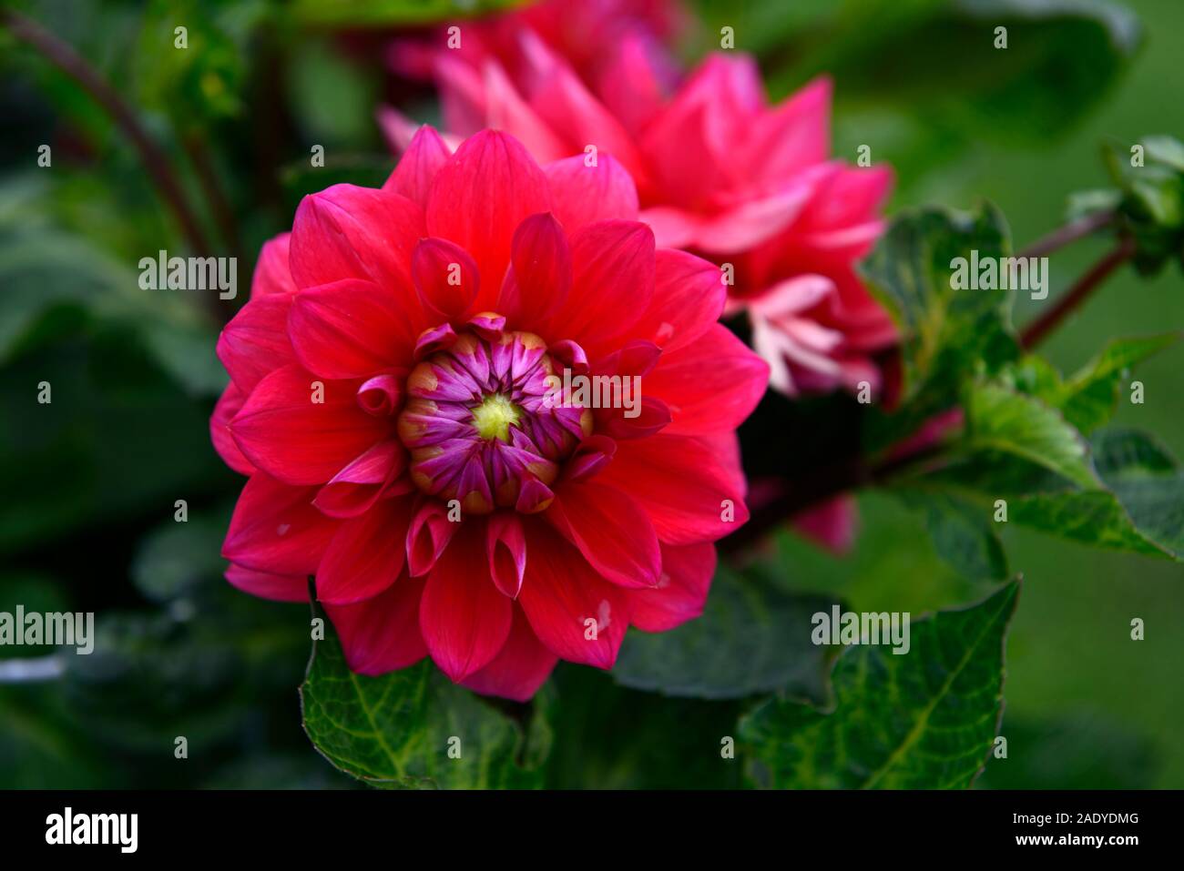 Dahlie Alison keyan Sun, formale Dekorative, Art, Sorte, Hybrid, rosa Wein, Blume, Blumen, Blüte, RM Floral Stockfoto