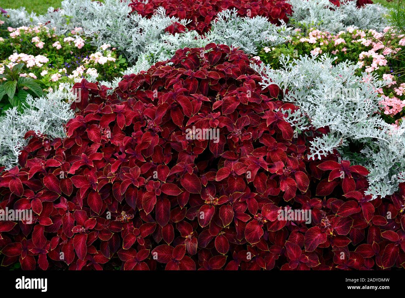 Coleus solenostemon Assistenten samt Rot, zinerarie Silber Staub, tropischen tropicals, jährliche, Jahrbücher, bett, betten, Display, Garten, Gärten, Grenze, Mix, Gemischt, Kamm Stockfoto