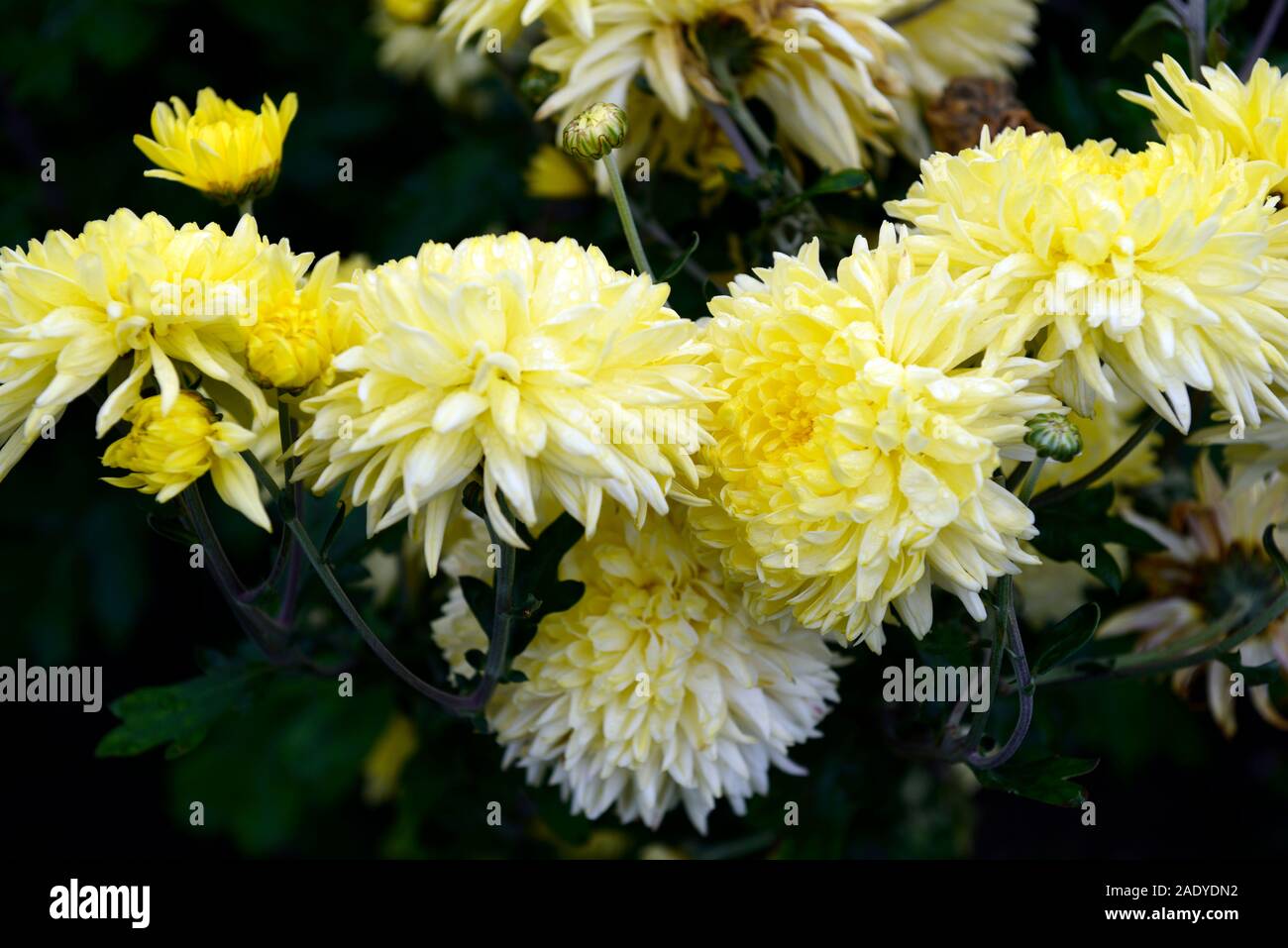 Chrysantheme Oliver, gelbe Blumen, compound Mittelfußkopf, Blütenstand, Mamas, chrysanths, Blüte, blühen, Blüte, RM Floral Stockfoto