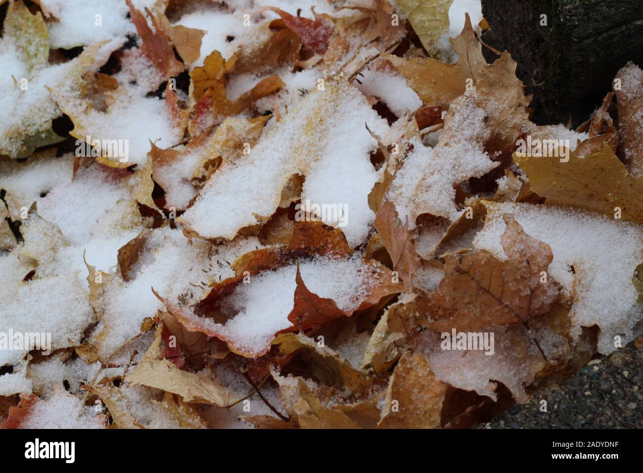 Schneedecke Herbstlaub Stockfoto