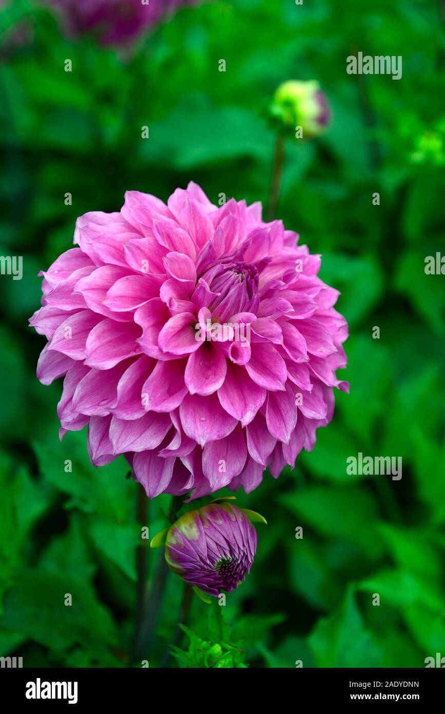 Dahlie berwick Holz, formale Dekorative, Art, Sorte, Hybrid, Lila, Blüte, Blumen, Blüte, RM Floral Stockfoto