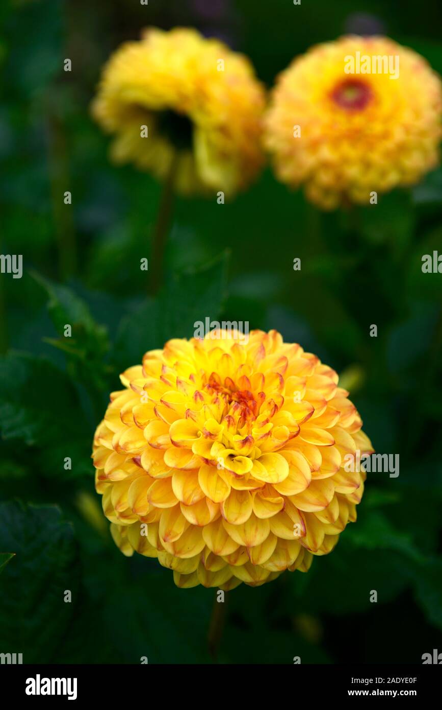Dahlie Sunny Boy, gelbe Blumen, pom pom Dahlien, Blume, Blumen, Blüte, mehrjährig, RM Floral Stockfoto