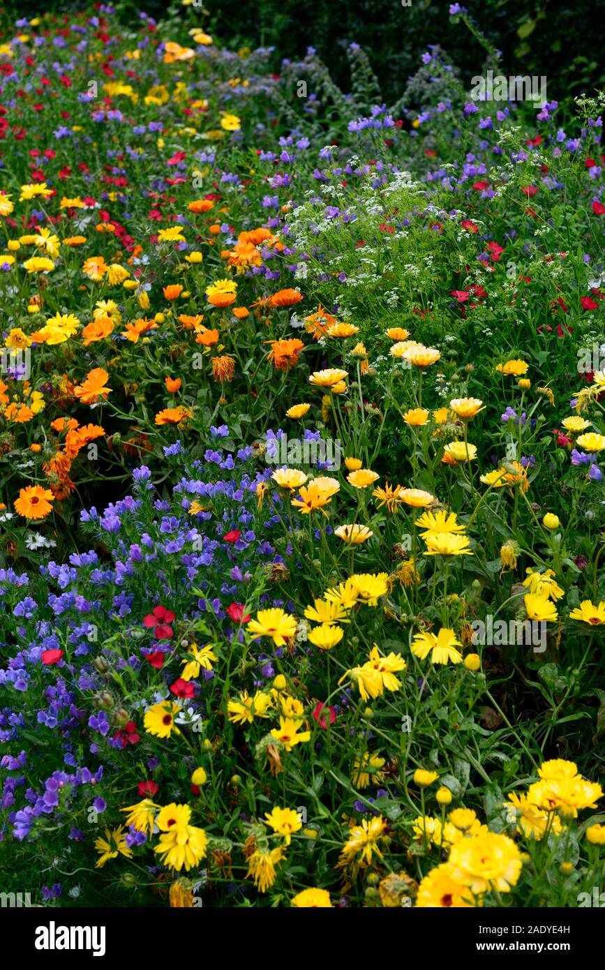 Robustes jährliches, Jahrbücher, Teppich, Mix, Gemischt, Pflanzung, wildlflower, Wildblumen, Mischungen, Insekt, Wildlife , RM Floral Stockfoto