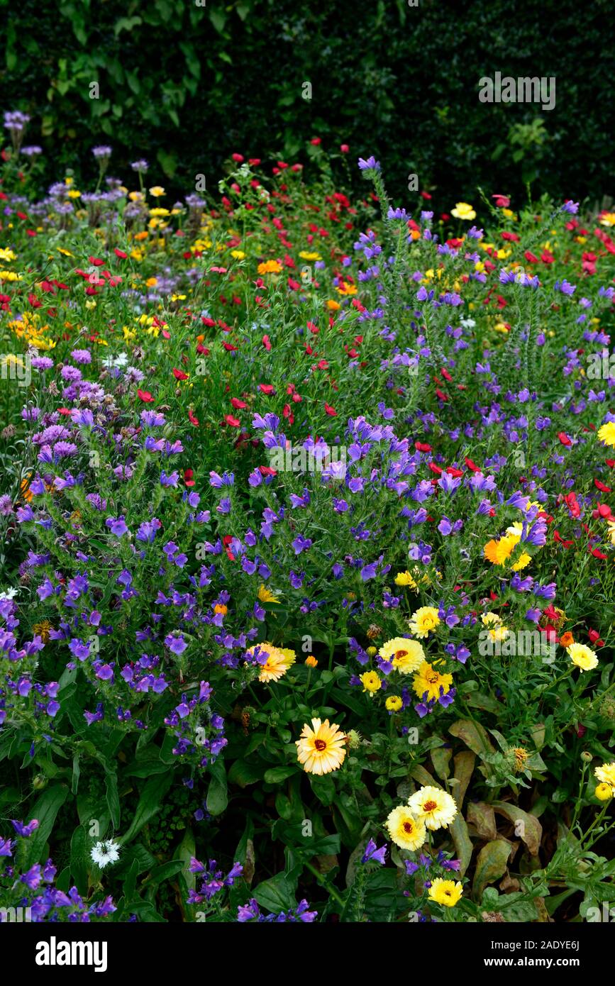 Robustes jährliches, Jahrbücher, Teppich, Mix, Gemischt, Pflanzung, wildlflower, Wildblumen, Mischungen, Insekt, Wildlife , RM Floral Stockfoto