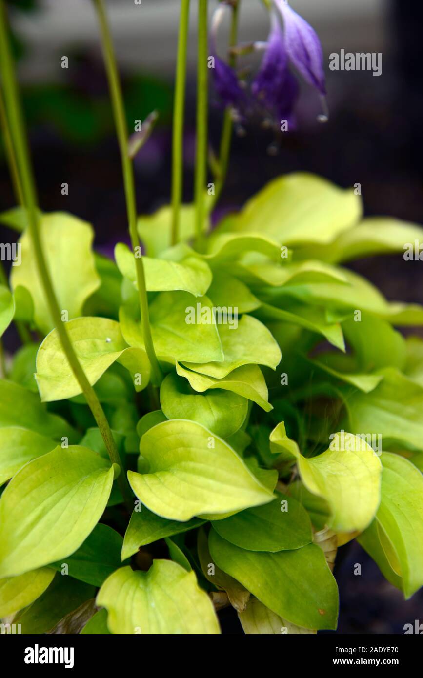 Hosta sieboldiana wogon, kleine Hosta, Funkien, golden green leaf Farbe, Lavendelblüten, Container, Topf, Container gardening, RM Floral Stockfoto