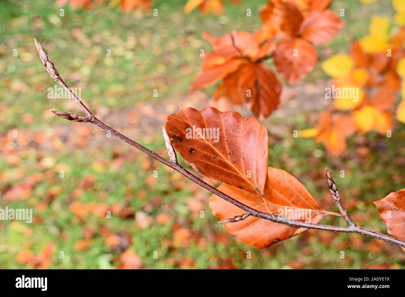 Der Herbst geht auf eine Perücke Stockfoto