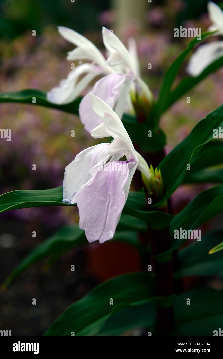 Roscoea purpurea Vincent, purpur violett Blumen, Blume, Blumen, Blüte, RM Floral Stockfoto