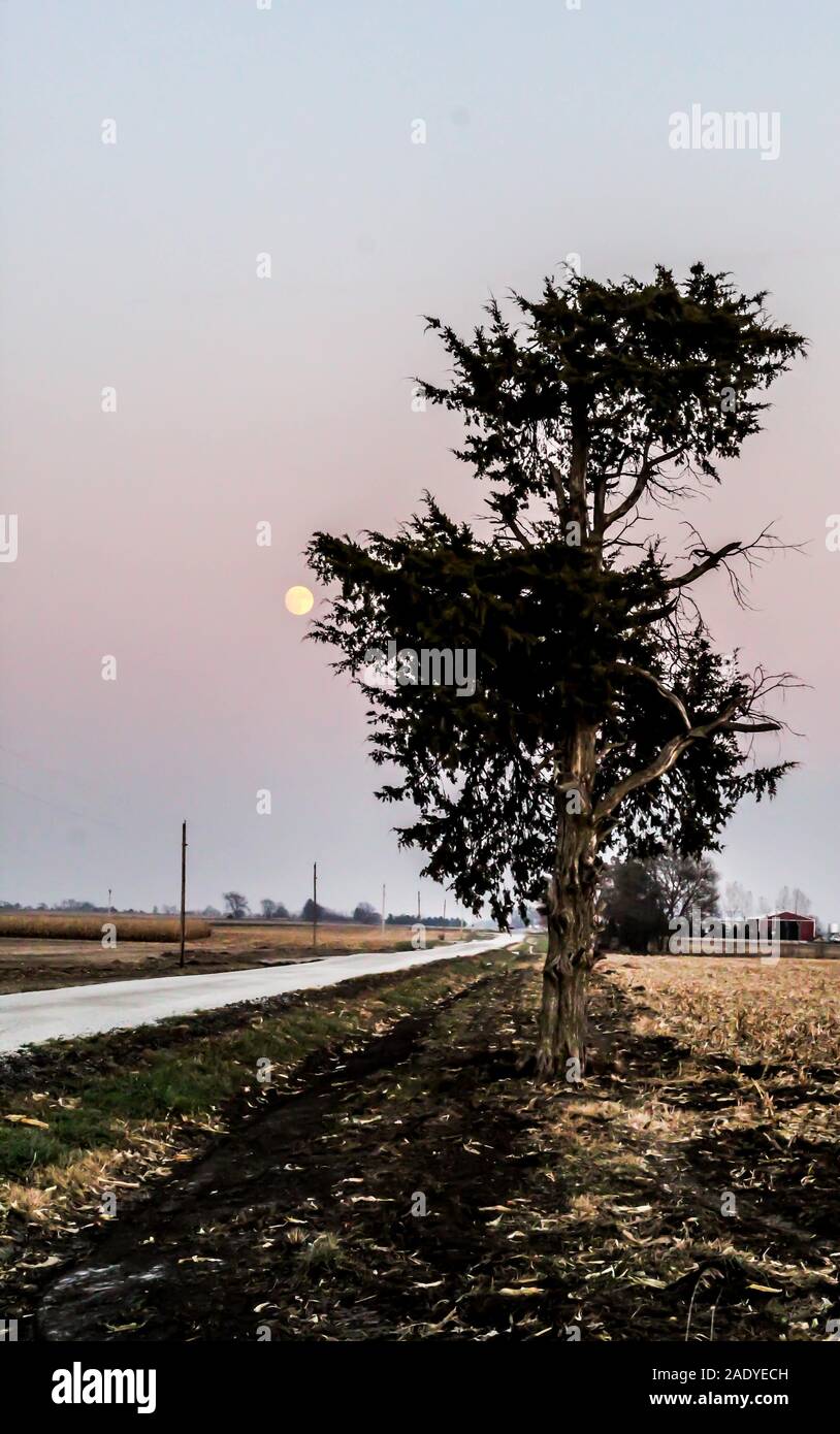 Einsamer Baum mit dem Vollmond hinter sich. Stockfoto