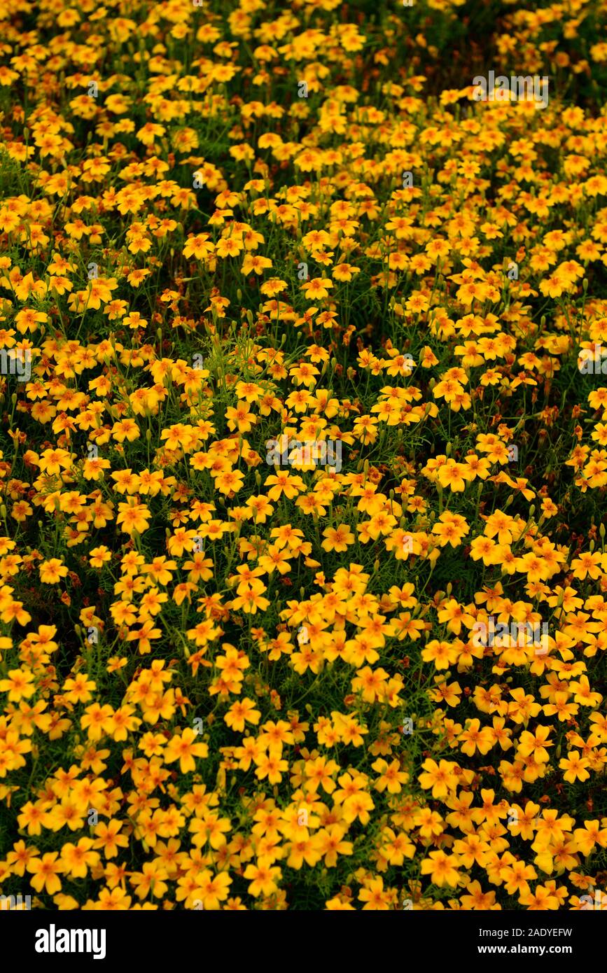 Tagetes Tenuifolia golden Gem, Französisch Ringelblume, Orange, Gelb, Blume, Blumen, jährliche, Jahrbücher, einjähriger Pflanzen, RM Floral Stockfoto