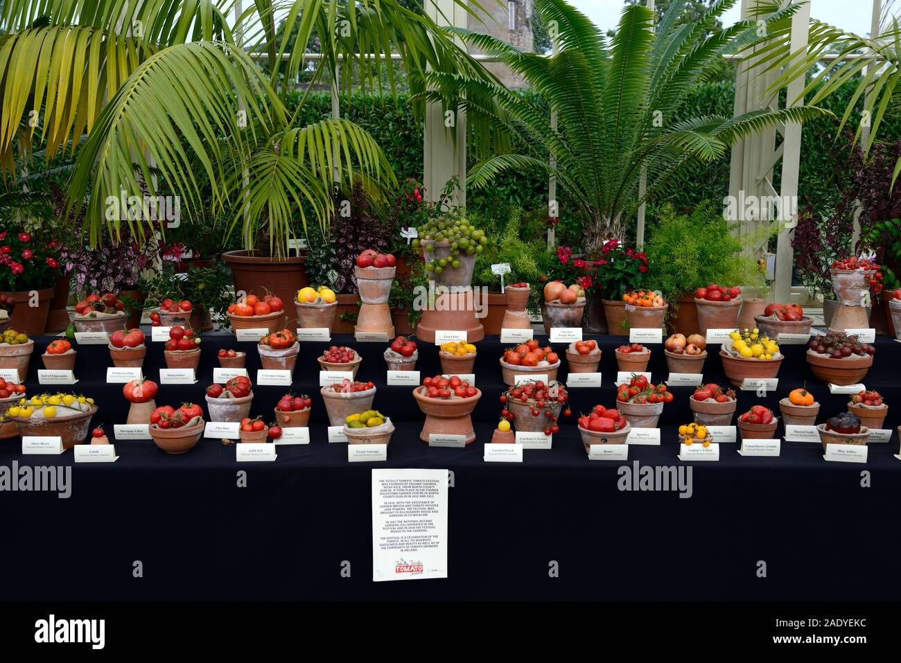 Total super Tomato Festival, Nationalen Botanischen Gärten Irlands, Glasnevin, Dublin City, Tomaten Sorten, Display, Displays, Rekord, Obst, abgasreiniger Stockfoto